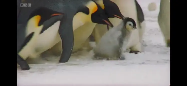 Emperor penguin (Aptenodytes forsteri) as shown in Frozen Planet - Winter